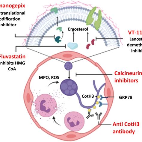 A successful treatment of rhinocerebral mucormycosis due to rhizopus oryzae. Concise outline of mucormycosis treatment | Download ...
