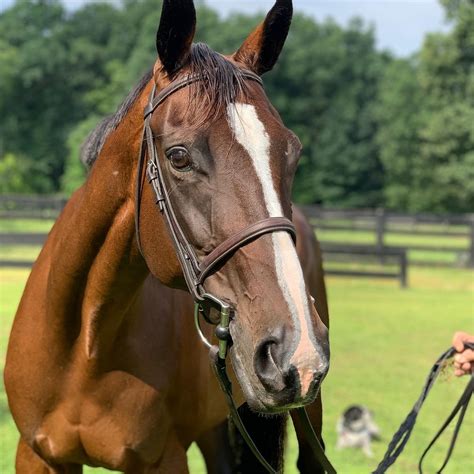 Thoroughbred Horses For Sale Chester Nj 306049