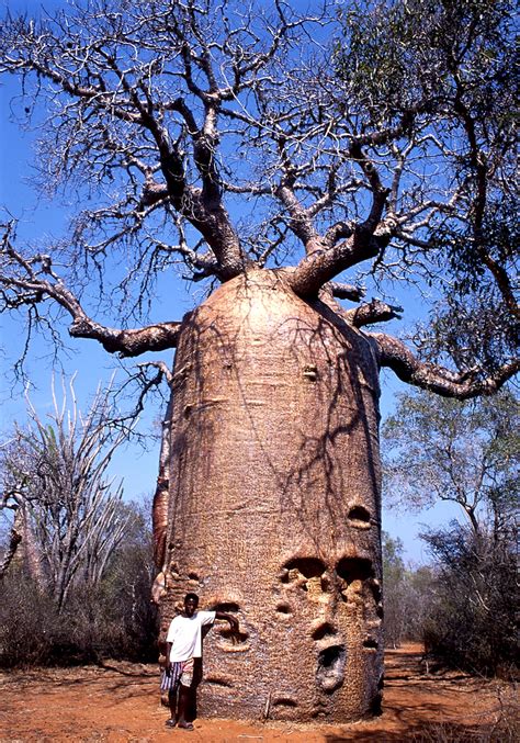 Baobab Planter Et Cultiver Ooreka