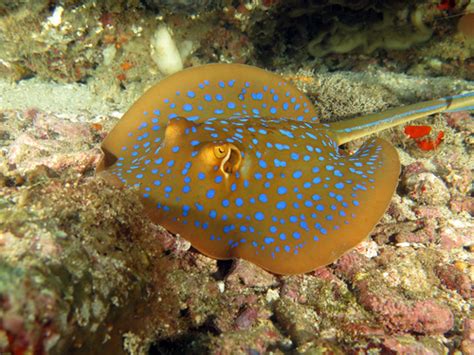 15 Popular Fish That Look Like A Stingray Fishlab