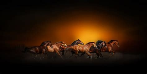 Horses Galloping In The Sunset By Nasser Osman