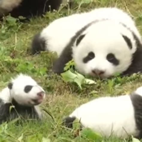 These 36 Newborn Panda Cubs Will Make Your Day