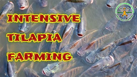 Intensive Tilapia Culture In Pond Tilapia Farming In The Philippines