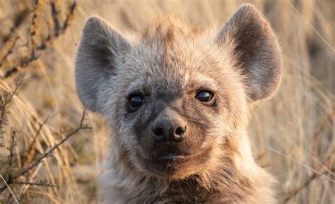 Curious Spotted Hyena Cubs Wildlife Journal Winter 2022 Tswalu