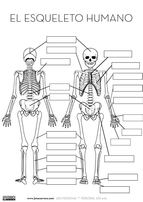 Esqueleto Humano Para Niños Primaria Para Imprimir Educa Primaria
