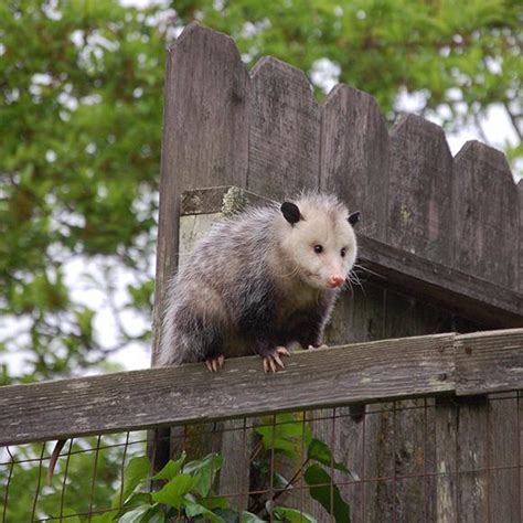 Facts About Opossums Opossum Facts Havahart®