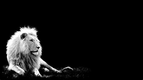 We offer an extraordinary number of hd images that will instantly freshen up your smartphone or computer. White Lion Background (58+ pictures)