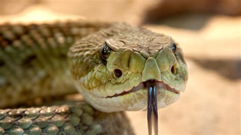 Ако ви ухапе змия това е първото нещо което трябва да направите Любопитно Новини Бг