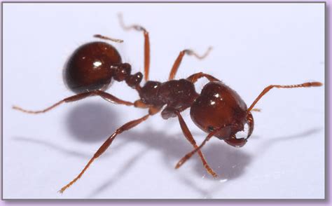 Close Up Of A Red Imported Fire Ant Photo Courtesy University Of Georgia