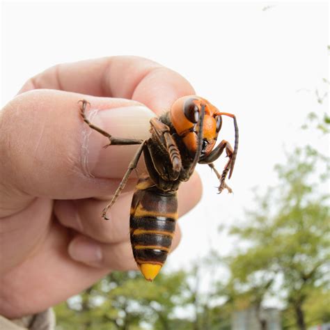 Murder Hornets In Utah Beeline Pest Control