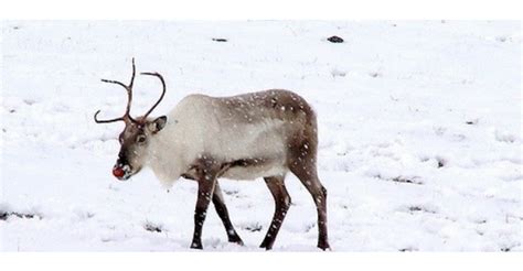 meet santa s reindeer what s on north east