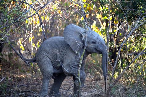 Zambia Baby Elephant