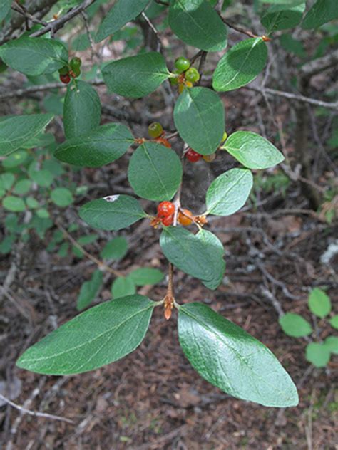 Buffaloberry Edible Northwest Native Berry Plant For Sale Native