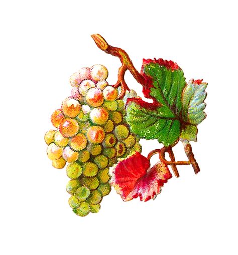 Grapes clipart branch, Grapes branch Transparent FREE for ...
