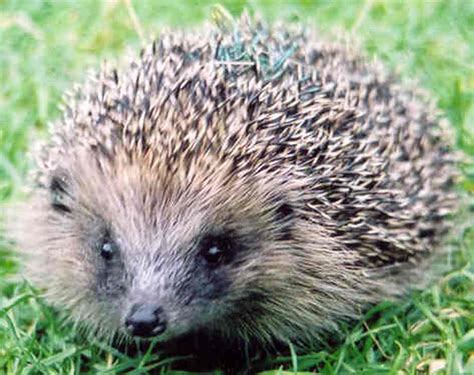 An Animal A Day: Hedgehogs