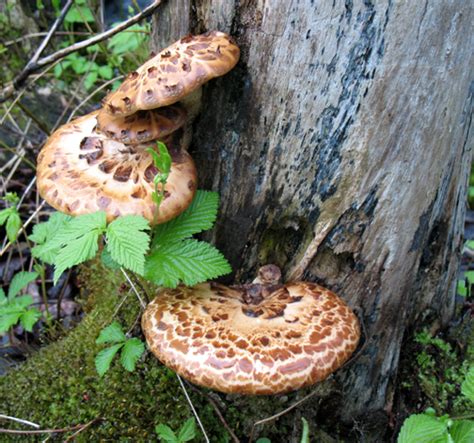 Edible Wild Mushrooms In Wisconsin All Mushroom Info