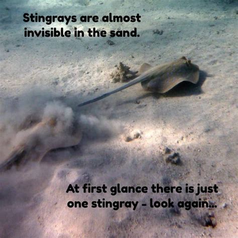 Stingray Sting Treatment Wounds Can Be Excruciatingly Painful Dont