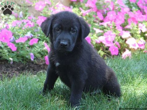 Duck hunting dogs, water dog, bird dog, dove dog, family pets. Max, German Sheprador puppy for sale in Strasburg, Pa ...