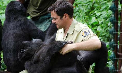 Emmanuel De Merode ‘gorillas Take On All The Positive Aspects Of Being