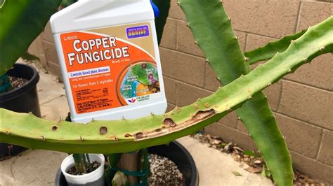 How To Treat Dragon Fruit Fungal Disease And Cactus Rust Youtube