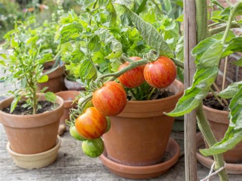 C Mo Sembrar Tomates O Jitomates En Macetas En Tu Casa Actitudfem