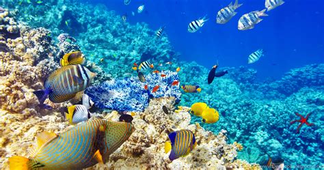 Underwater World Ocean Fish Coral Reef Wallpapers Desktop