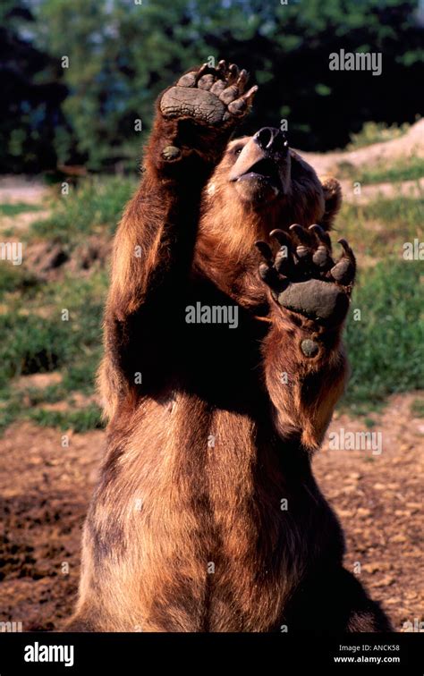 Grizzly Bear Waving Hi Res Stock Photography And Images Alamy