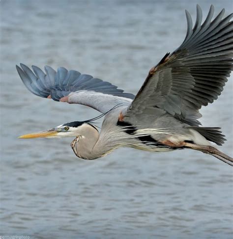 Great Blue Heron Flying Low Over The Water Wonderful Blue Heron