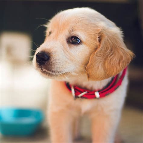 Our passion for our breed and the health of our puppies are the english golden is such an amazing breed. #1 | Golden Retriever Puppies For Sale | Uptown Puppies