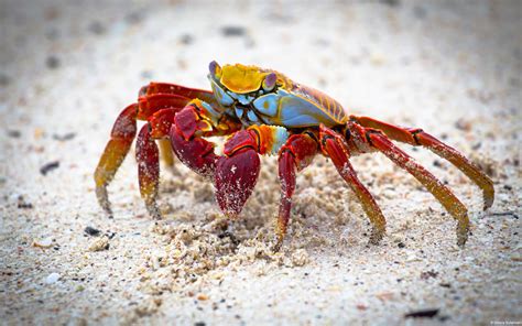 Red And Yellow Crab Nature Landscape Animals Crabs Hd Wallpaper