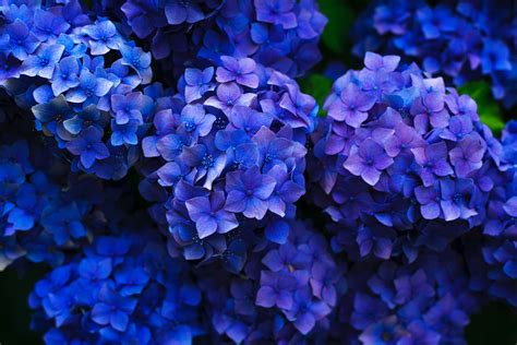Wallpaper Id 252928 Intensely Blue Hydrangea Flowers Seen From Above