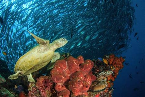 The 12 Best Destinations For Diving With Endangered Marine Life