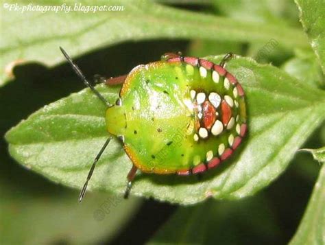 Southern Green Stink Bug Nature Cultural And Travel Photography Blog