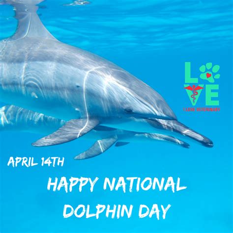 Happy National Dolphin Day