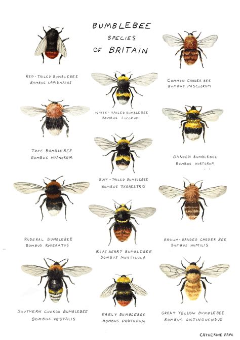 A Print Featuring Some Of The Bumblebee Species Found In Britain With