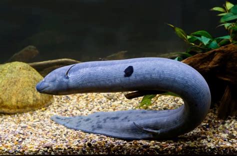 10 Incredible Lungfish Facts Fact Animal
