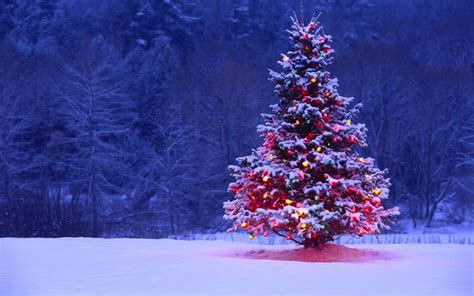 Christmas Tree Background Images New And Best Trends