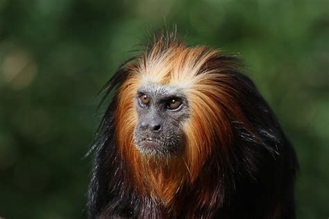 Monkeys Will Die Why Accident Free Zoos Are Neither Possible Nor Desirable