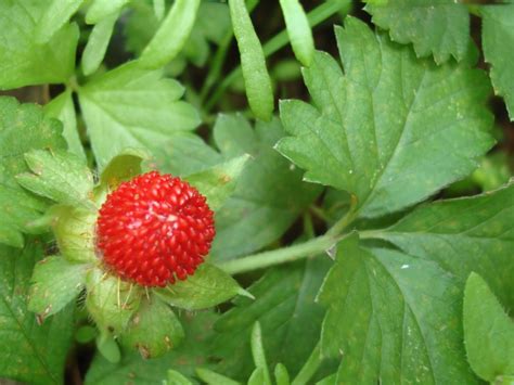 Cultivating Wild Strawberries How To Grow Wild Strawberry Plant Gardening Know How