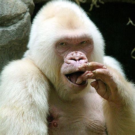 Very Rare Albino Gorilla Was Found In Equatorial Guinea Has Lived In