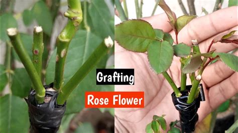Multi Rose Flower Grafting Very Easy Youtube