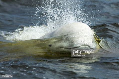 Beluga Whale Canada Photos And Premium High Res Pictures Getty Images