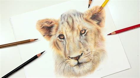 Cool Easy Lion Colored Pencil Drawing Perangkat Sekolah
