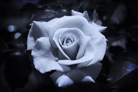 Rose Wallpaper Black And White