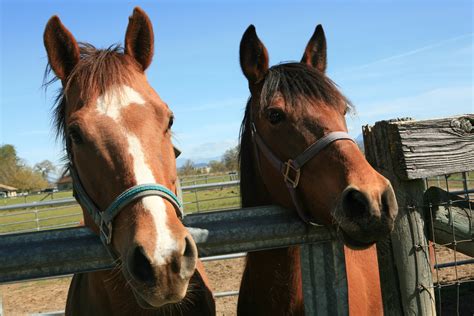 Purina And Unwanted Horse Coalition Help Find Adoptive Families For