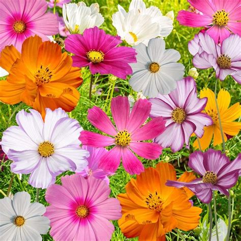 Image Result For Cosmos Flower Cosmos Flowers Flower Seeds Planting
