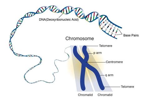 Chromosome Definition Structure Types And Composition Javatpoint