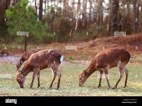 Sika Deer Cervus Nippon Chincoteague National Wildlife Refuge