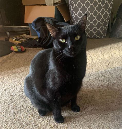 Looking For Homes For Two Adult Cats A Beautiful Black Female Cat