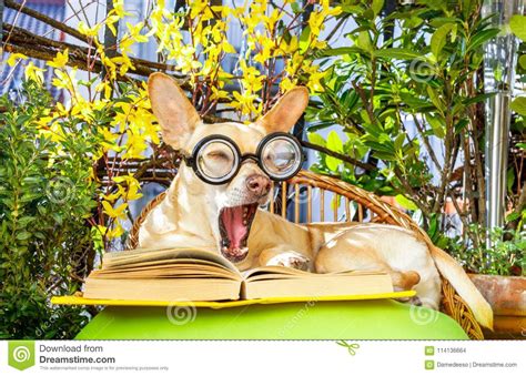 Dog Reading A Book Stock Photo Image Of Balcony Lounger